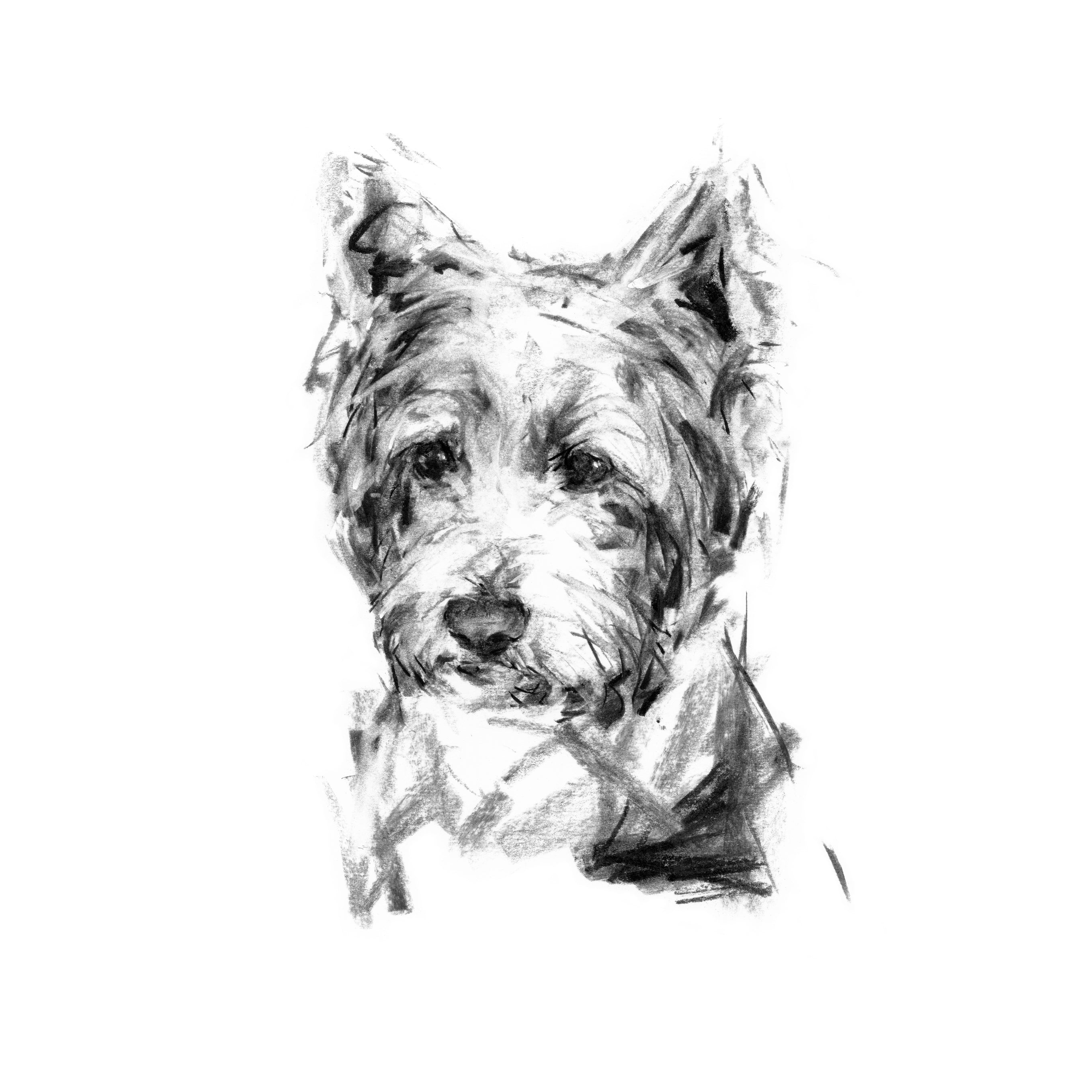 Pensive Westie - Pack of Correspondence Cards